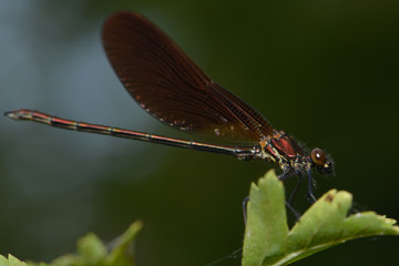 Bronzene Prachtlibelle