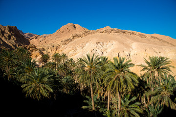 Fototapeta na wymiar Oasis in Sahara Desert, Tunisia, Africa