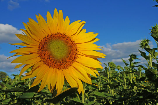 A flower of a sunflower blossoms on a field of sunflowers on a sunny day.