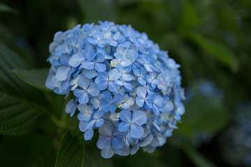 紫陽花