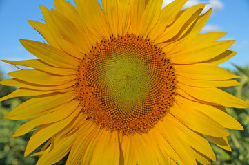 Obraz premium A flower of a sunflower blossoms on a field of sunflowers on a sunny day.
