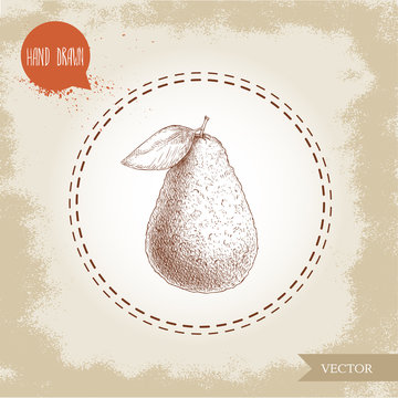 Hand drawn sketch style avocado fruit with leaf. Eco food for kitchen and restaurant design.