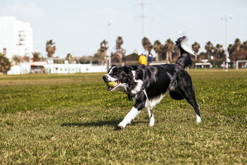 Border Collie Dog Playing in the Park