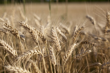 Fields of golden color wheat