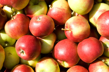 geplukte Elstar appelen 
