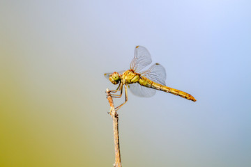 insect of a dragonfly sitting on a tree twig