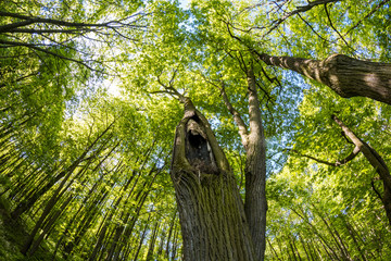 An old tree with a hollow and a nest in the park
