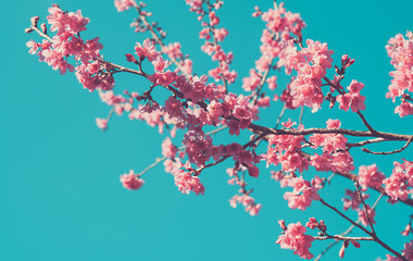 Pink blossoms on the branch with blue sky during spring blooming Branch with pink sakura blossoms and blue sky background.soft focus