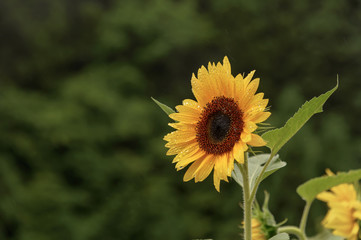 雨に濡れたひまわり