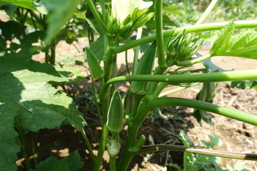 ７月下旬の菜園