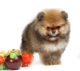Obraz premium Pomeranian on white background, puppy, dog, isolated
