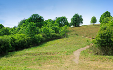 Forest road and blue sky.