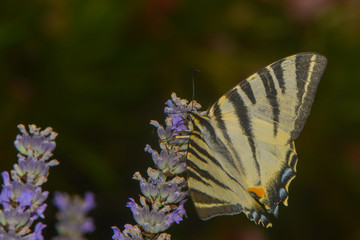Segelfalter saugt Nektar an einer Lavendelbl&uuml;te