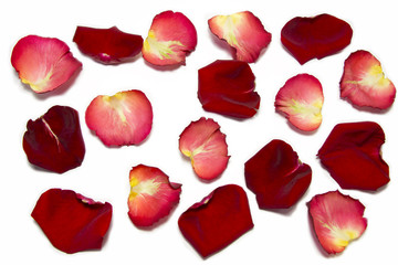 Red roses petals isolated