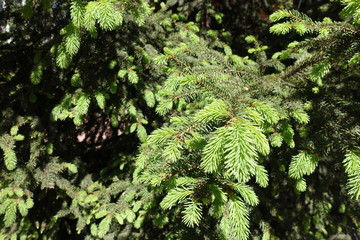 Light green young needles of spruce in spring