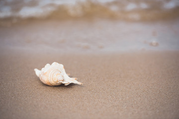 Fototapeta na wymiar close up view of white seashell lying on sandy beach