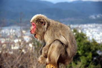 Monkey in Iwatayama park with the view of Kyoto