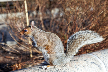 Cute Squirrel in Battery Park