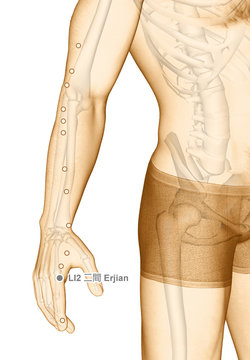 Drawing Acupuncture Point LI2 Erjian, 3D Illustration