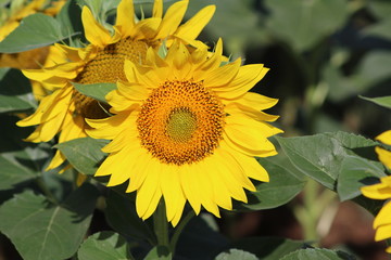 Closeup beautiful sunflower field on natural light,soft focus