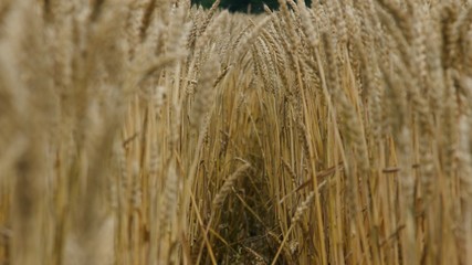 Fototapeta premium 小麦畑