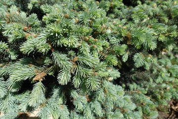 Branches of blue spruce tree in spring