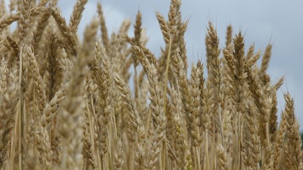 Fototapeta premium 小麦畑