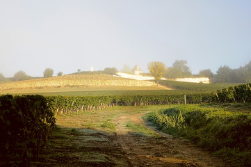 landscape with vineyard in Saint - Emilion, France, near Bordeaux, autumn