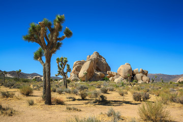 Joshua Tree National Park Boulders and Plants