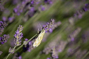 Pontia daplidice on Lavandula Flower