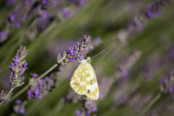 Pontia daplidice on Lavandula Flower