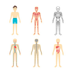 Cartoon Color Human Anatomical System Set. Vector