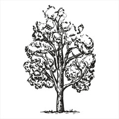 Obraz premium Large sketch tree on a white background. vector illustration. Hand-drawing isolated