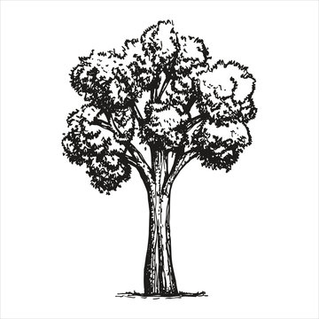 Large sketch tree. vector illustration. Hand drawing
