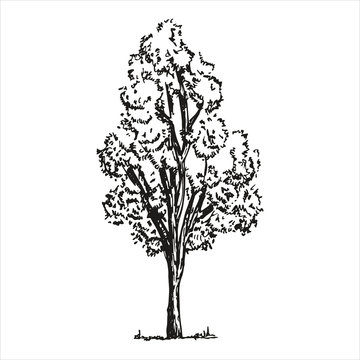 Tree sketch on white background. vector illustration. Hand-drawing isolated