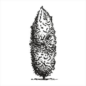 Tree thuya sketch. vector illustration. Hand drawing