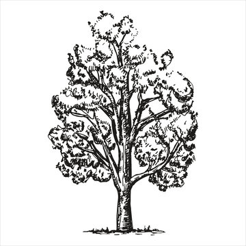 Large sketch tree on a white background. vector illustration. Hand-drawing isolated