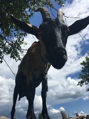 коза смотрящая в кадр