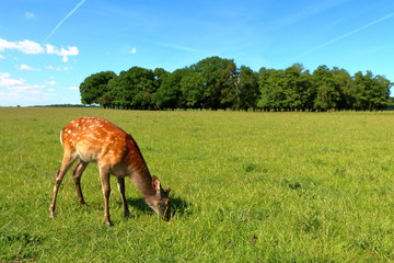 Young cute deer