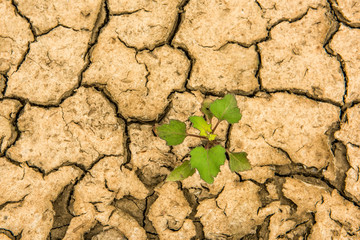 Cracked dry earth and a green lonely plant that breaks through the crack. Ecological and climatic problems.

