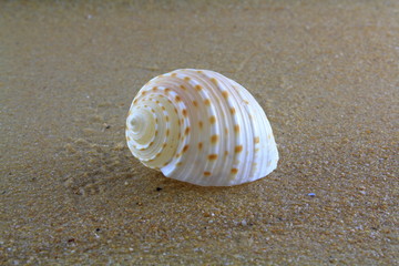 sea shell on the sand