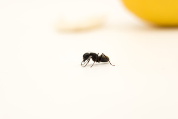 Single carpenter ant on white surface, blurred lemon seen in background