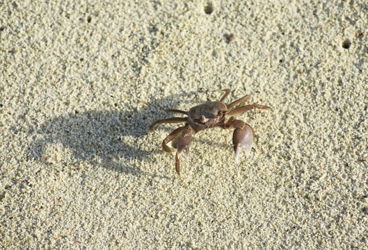 Crab on the beach in Hulhumale. Republic of the Maldives