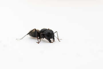 Single ant against white background