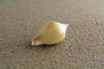 sea shell on the sand