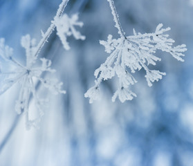 Plant in frost  , winter  nature background