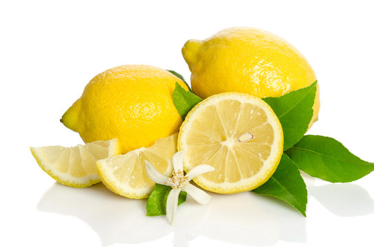 Lemons tree flower and a lemons isolated on white background