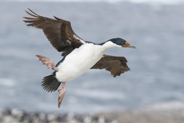 Imperial Shag (Leucocarbo atriceps), adult in breeding plumage in flight over breeding colony, Sealion Island, Falkland Islands, November 2016