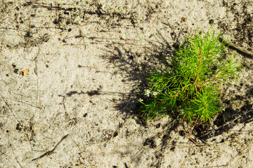 The young pine on the sandy soil in a forest, top view. Russia, Siberia.