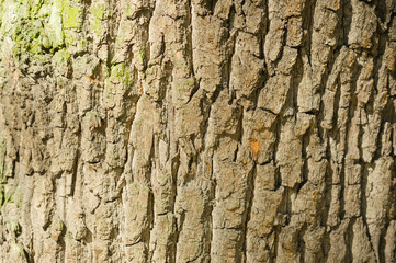 Obraz premium coniferous forest